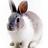 gonrabbit's profile image