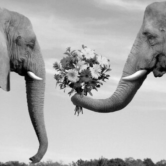 NOVEDAM77's profile picture. واثقـه ان النهايات الجيده ، كان خلفهـا بدايات متعبـه ..و ما زالت أشجار اُمنِياتي تكبُر وتكبُر ف اللهُم اِمنحني ثمارُها عما قريب()