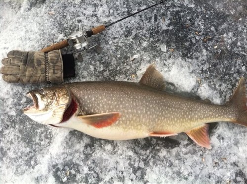 pvtpauli21's profile picture. It takes skills to catch the gills!!!