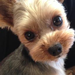 Yorkshire_t_pic's profile picture. ペットオーナーやペット好きな人のための専用SNS「ペットスマイル」に投稿された「ヨークシャー・テリア」の写真の中から、人気の写真を毎日紹介します！