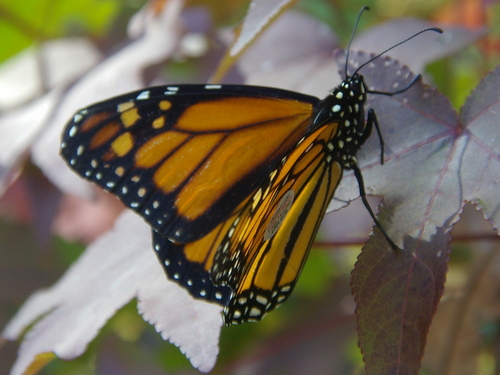 scitchr1986's profile picture. 6th grade science teacher at LVM Middle School. 
Soccer referee with the United States Soccer Federation.
Umpire with USABL (US Amateur Baseball League)