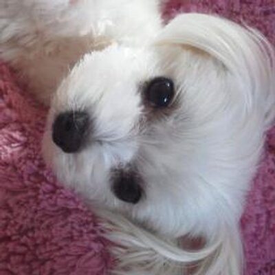 マルチーズ写真便り ペットスマイル今日の人気 マルチーズ部門 5位 のん Http T Co Pitlorlt2x Petsmile 犬 マルチーズ マルチーズ写真便り ペットスマイル今日の人気 マルチーズ部門 5位 のん Http T Co Pitlorlt2x Petsmile 犬 マルチーズ