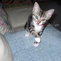 fortian's profile picture. tax accountant,cat lover,keen traveller