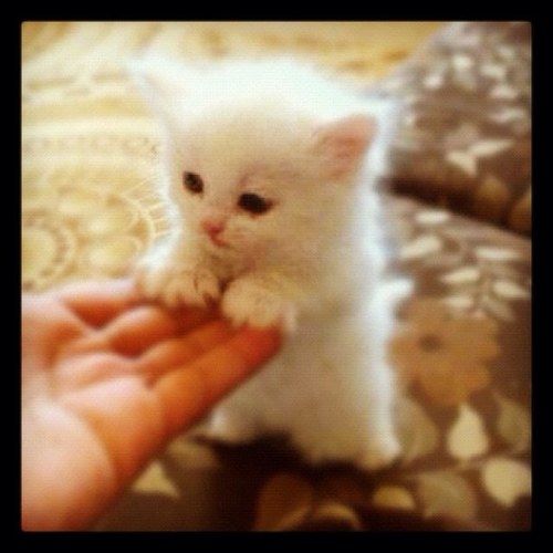The place for cute and cuddly kitten pictures and videos!