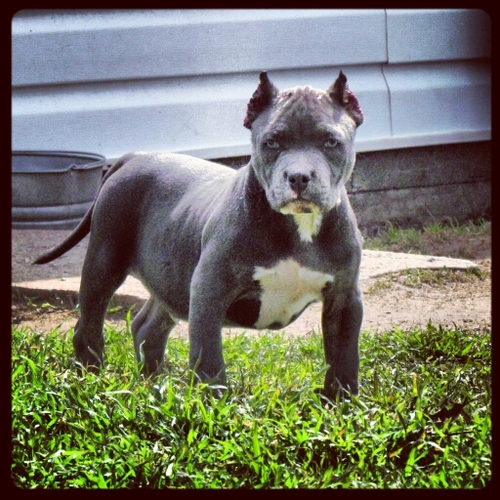 We Breed American Bullies. We Are Located In Central Oklahoma