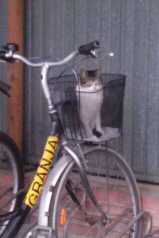 Per tu, Ebri Knight; Quan ens tornem a abraçar, Alliberar-nos, X Sarrià.🐈 Farmacèutica, Biòloga. Palamosina: mar i camp. No menjo animals. Llegir molt i 🚴♀