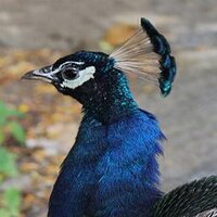 Prakash Ramadurai (@prakashvksr) 's Twitter Profile