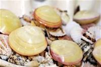 SeeShellTherapy's profile picture. Offering Sports Massage, Swedish Massage, Lava Shell Massage, Indian Head Massage, Spray Tanning and Inch Loss treatments. Based in Colchester, Essex