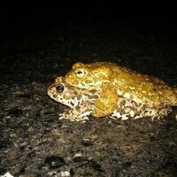Olguina (@olguinavet) 's Twitter Profile
