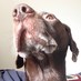 Hverfi (@quallerz) Twitter profile photo