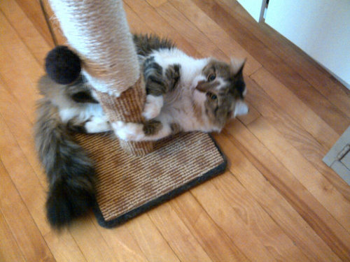 _Catproblems's profile picture. Cat lover