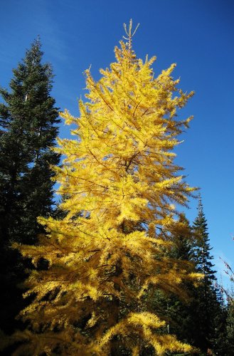 canadahilllarch's profile picture. Larch Class Tweets