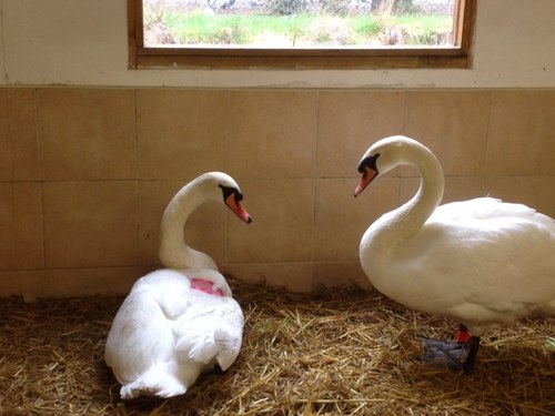 Caring for swans and water birds