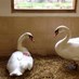 The Swan Sanctuary (@swan_sanctuary) Twitter profile photo The Swan Sanctuary (@swan_sanctuary) Twitter profile photo