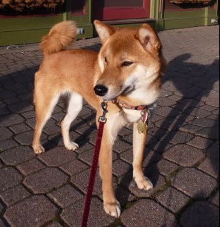 marloweshiba's profile picture. Loves to chase chipmunks, squirrels, and deer for business, and boy foxes for pleasure.