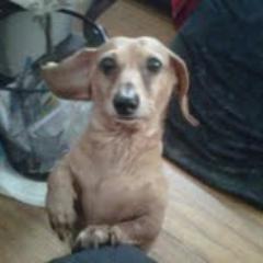 foxy_doxie's profile picture. Though she be but little, she is fierce! - William Shakespeare, A Midsummer Night's Dream.