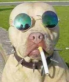 No soy un perro... zombie