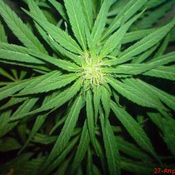 RizlaFiltertips's profile picture. upskirt bajofalda panties tanga calzones ladyboys pussy titties