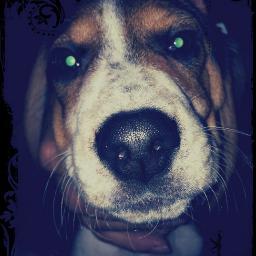 Gilly. one year old male that shacks up with a 10 years old  girl dachshund. Dotty. Hound power, hound love.