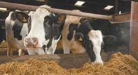 Dairy Farmer and proud of it. Home of the Lionhart herd