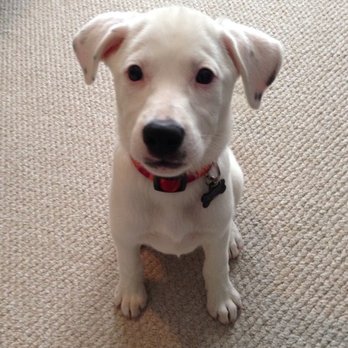 deanthemis's profile picture. 