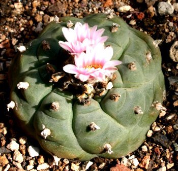 Cultivo de cactus, artesania en piedra y metal :)