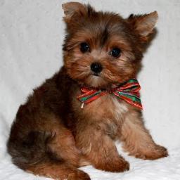 iheartteacupsre's profile picture. We have beautiful and tiny Teacup and Micro mini sized Tea Puppies for sale in California!!!