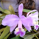 Nancy Blank - @sabilabuena - Twitter