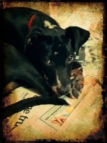 I LIKE BACON.