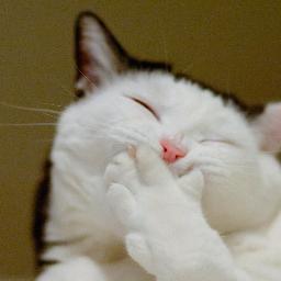 iwannalive11's profile picture. 