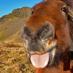 Horse Recruiter (@horse_recruiter) Twitter profile photo