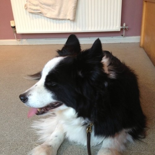 sardean69's profile picture. Love the motorcycles Yamaha is my favourite flavour. R1 08 fast brutal and sexy.