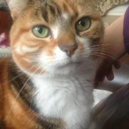 PepsiWrfan101's profile picture. First ever fan page for Brooke + Brogan Ellis' cat Pepsi