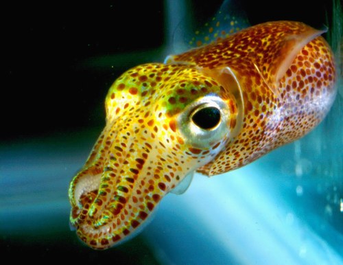 ResearchSquid's profile picture. Proud squid member of the Visick lab at Loyola University Chicago. Sacrificing my eggs for science. Tweeting from my tank. Under the care of the #SquidSquad