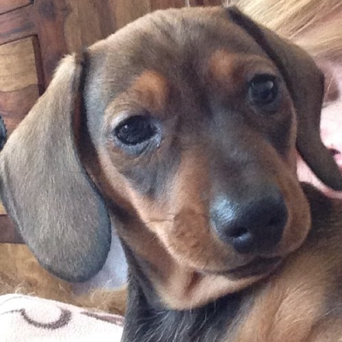 cheekychoccharl's profile picture. Hi im a mini dachshund pup born on the 22nd of January 2013. I have a sister called Ivy, @smartcookicooki