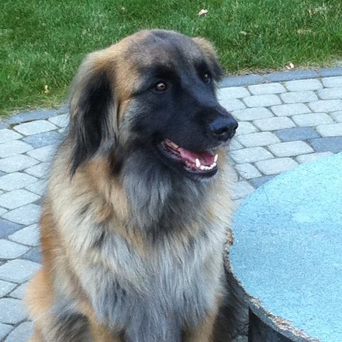 Bircoons's profile picture. Bred Birmans since 2006 Like my FB page Bojobirmans.  insurance broker for 9yrs. Currently in my 2nd year of the Police Investigations program at MacEwan