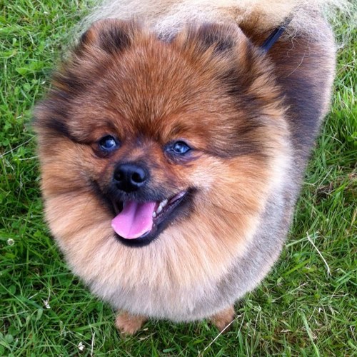 I'm a fun loving little Pomeranian Puppy from Bridgnorth who loves to go on lots of adventures - so if you see me say hello :)