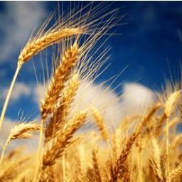 Independent grain and cotton broker servicing Queensland and northern New South Wales