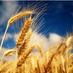 Goldstar Commodities (@goldstarcomm) Twitter profile photo Goldstar Commodities (@goldstarcomm) Twitter profile photo