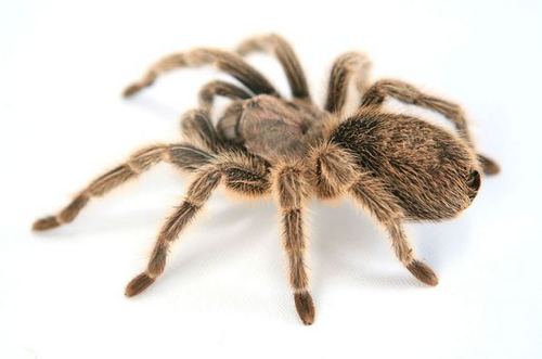 male