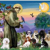 St. Fran Dog Rescue (@saintfransenior) 's Twitter Profile
