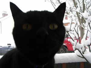 RandomCats's profile picture. Videos and photos of cat encounters!