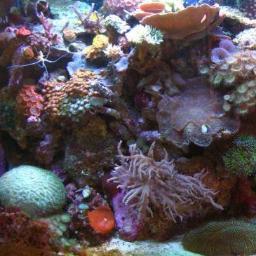 Aquariums, Marine Fish, Corals, Live Rock, Frags and Supplies. Plus Full Aquarium Service.