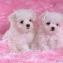 daniela maria jaquez - @daniela_jaquez - Twitter