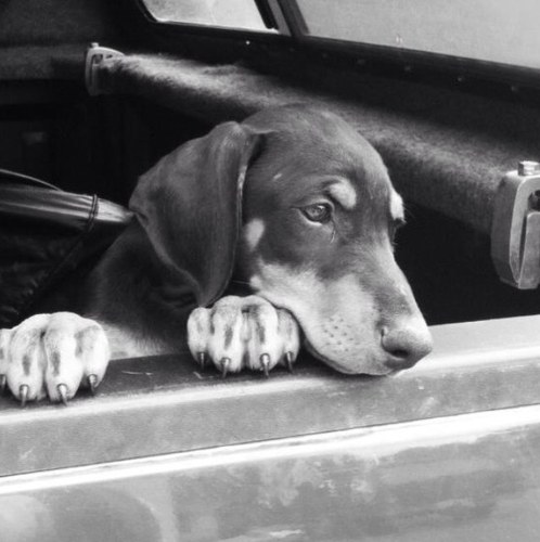 vinniejones01's profile picture. 