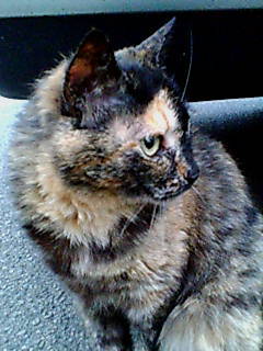 いわゆるプログラマー、あと浜っ子。
猫とこたつで丸くなるのが夢。