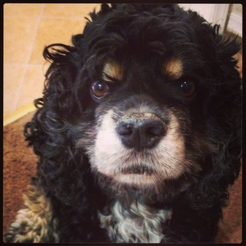 Female American Cocker Spaniel. I found my owner 11 years ago when she rescued me from mean people. I love to go anywhere she goes. Please feed me, I LOVE food!