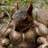 cranerscorner's profile image