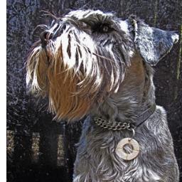 Tootsie is a Standard Schnauzer and inspiration for The Pet Jeweller, who makes stylish handmade pet ID tags for dogs.