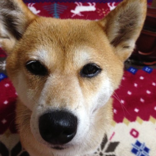 hona2_sh18's profile picture. 